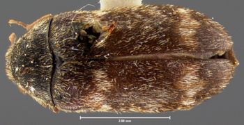 Media type: image;   Entomology 6872 Aspect: habitus dorsal view
